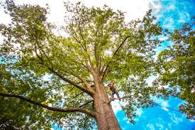 Professional Tree Services in Allendale, NJ